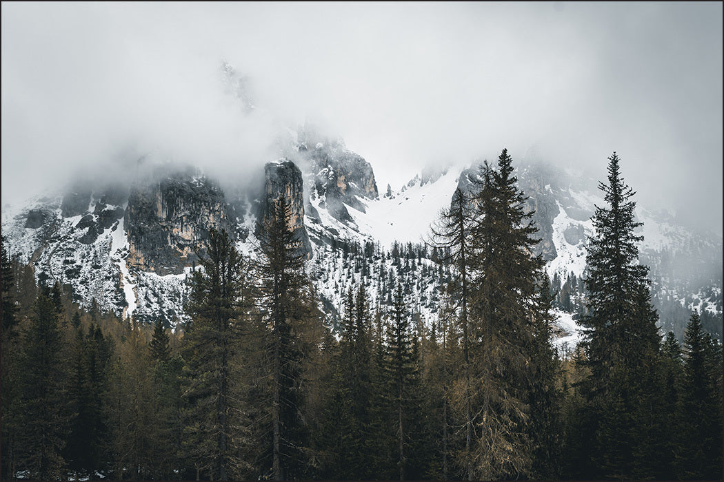Fototapet Skog I Tåke