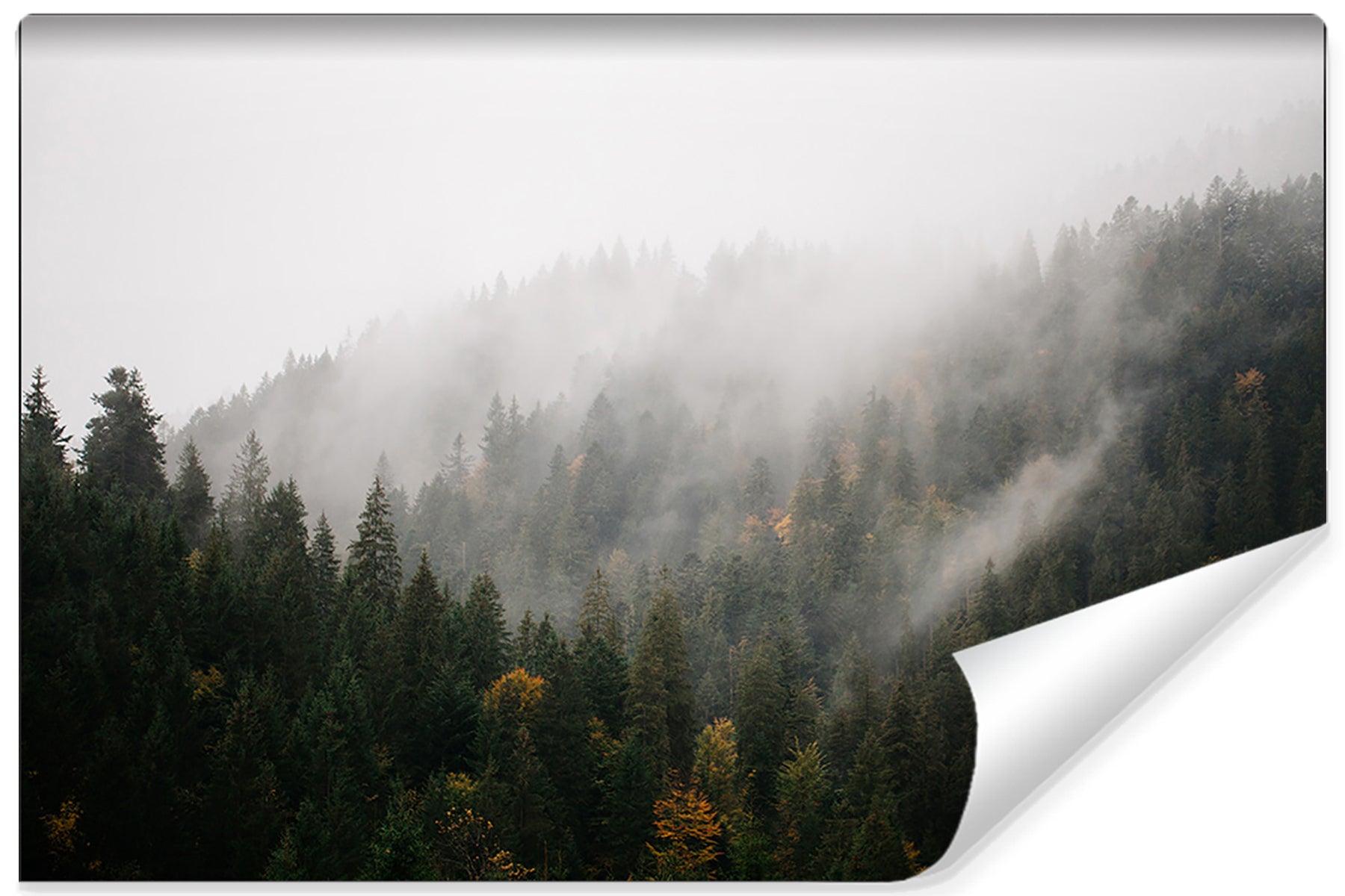 Fototapet Skog I Tåke 4