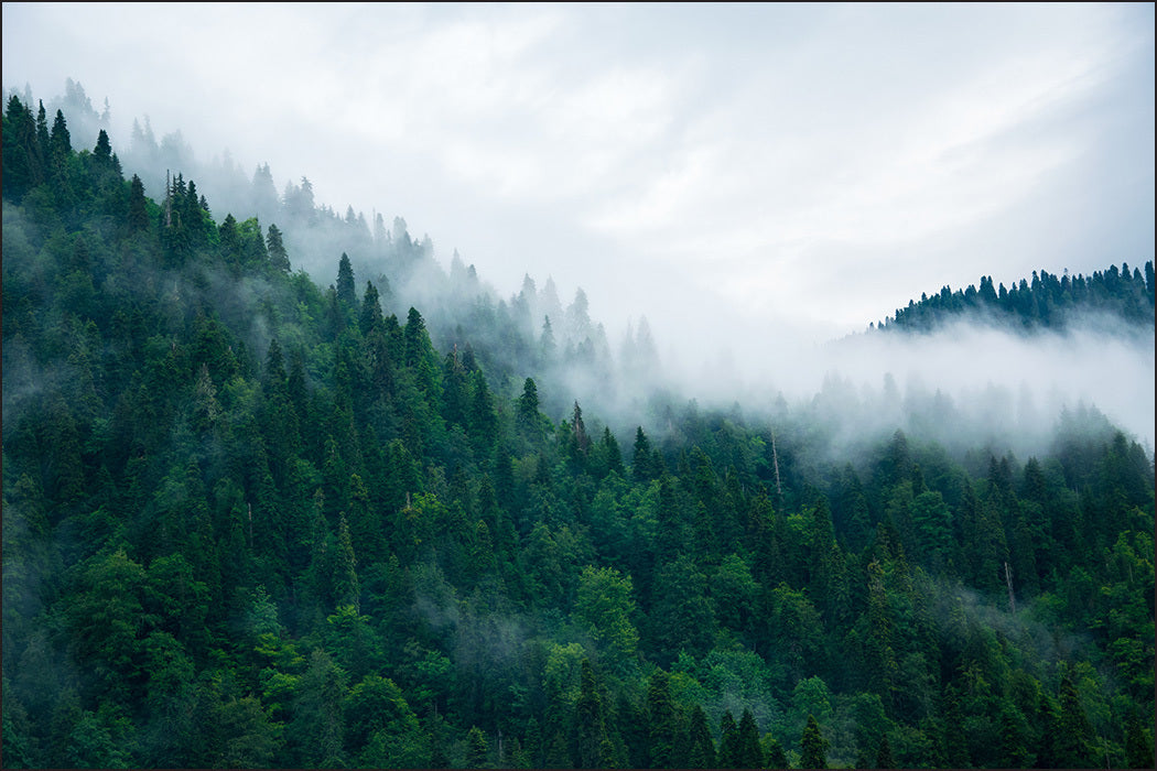 Fototapet Skog I Tåke