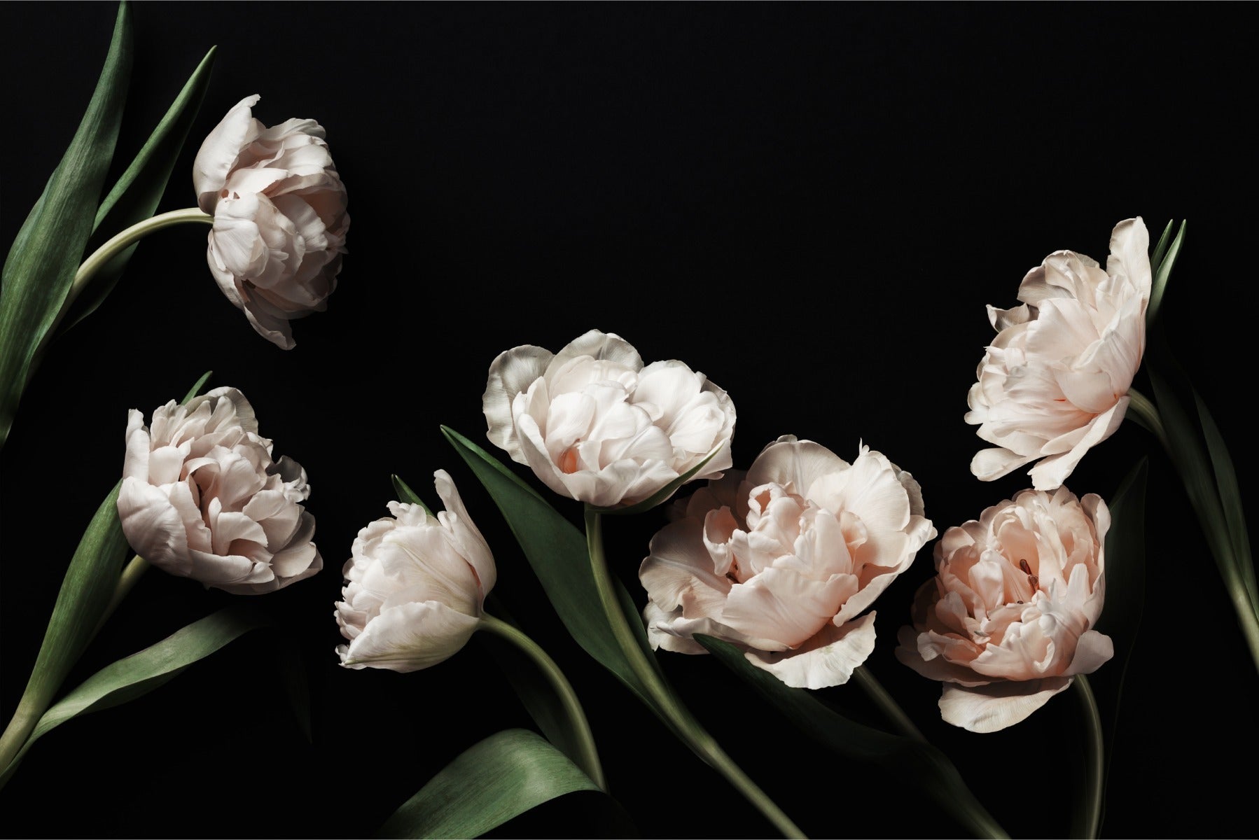 Fototapet Peoner Og Grønne Blader