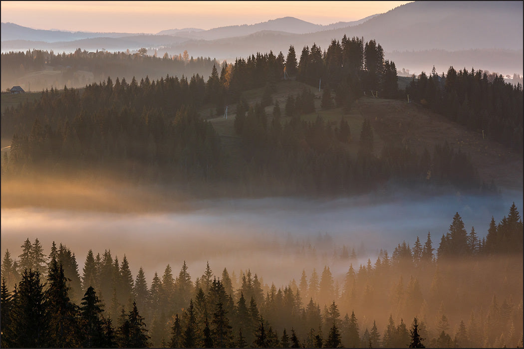 Fototapet Skog I Tåke 7