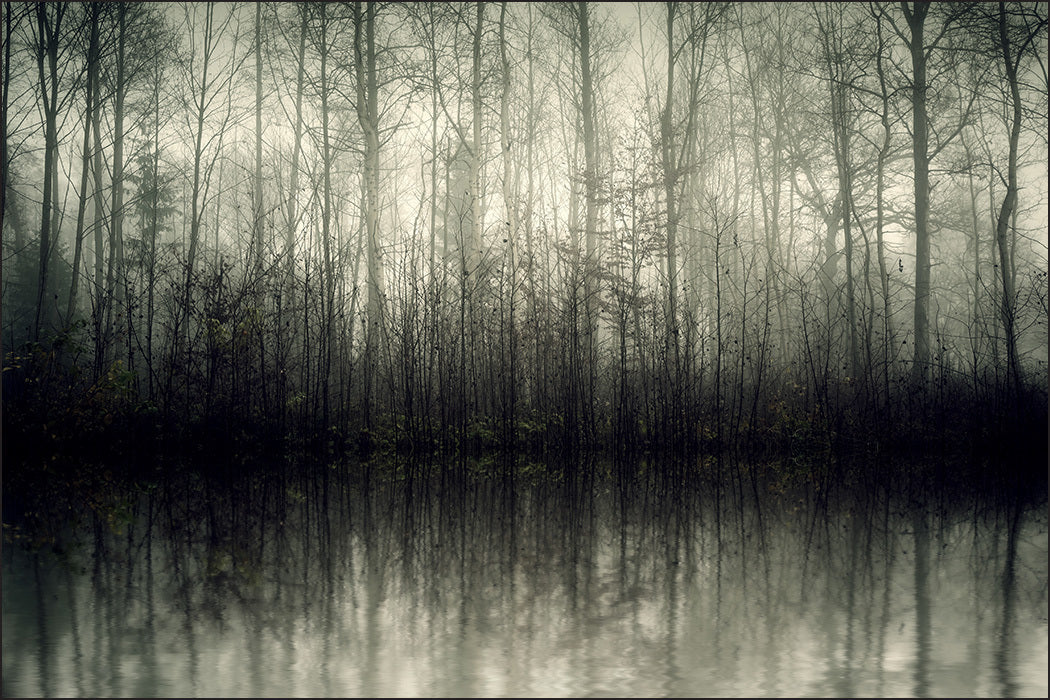 Fototapet Skog Trær Vann