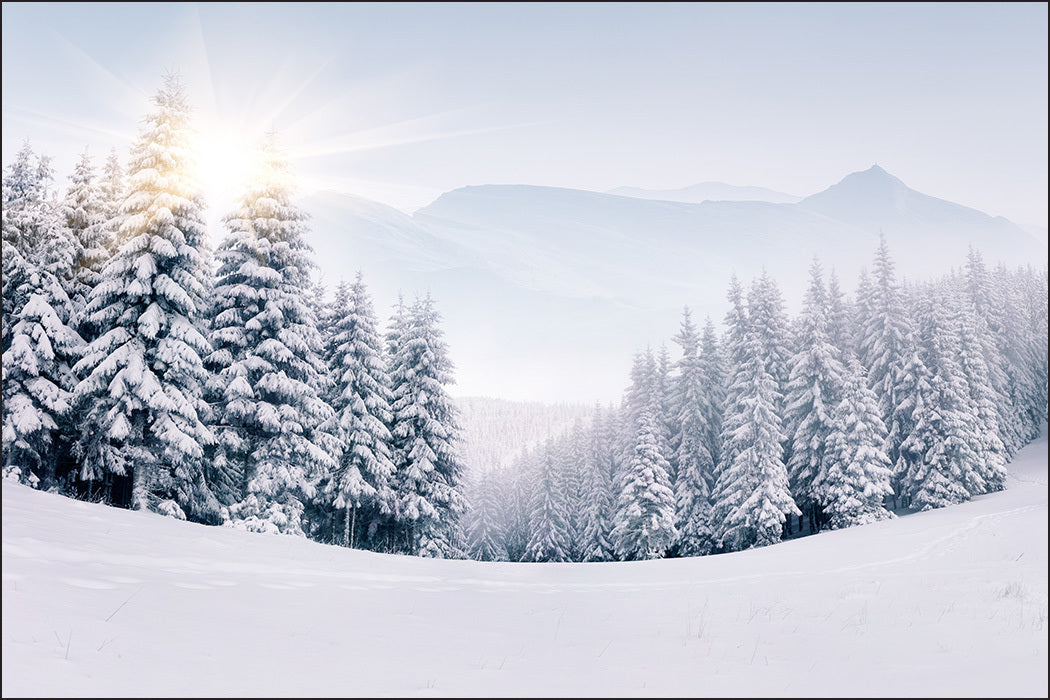 Fototapet Vinterskog