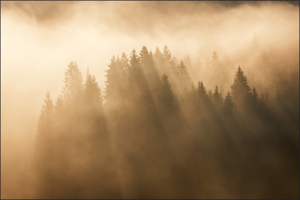 Fototapet Skog I Tåke 6