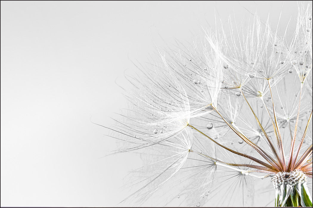 Fototapet Løvetann Dråper