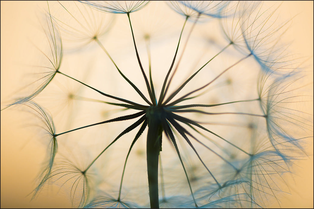 Fototapet Optisk Løvetann