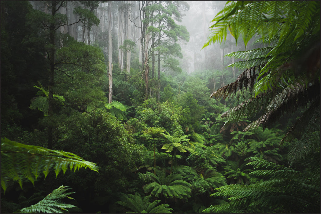 Fototapet Tett jungelskog