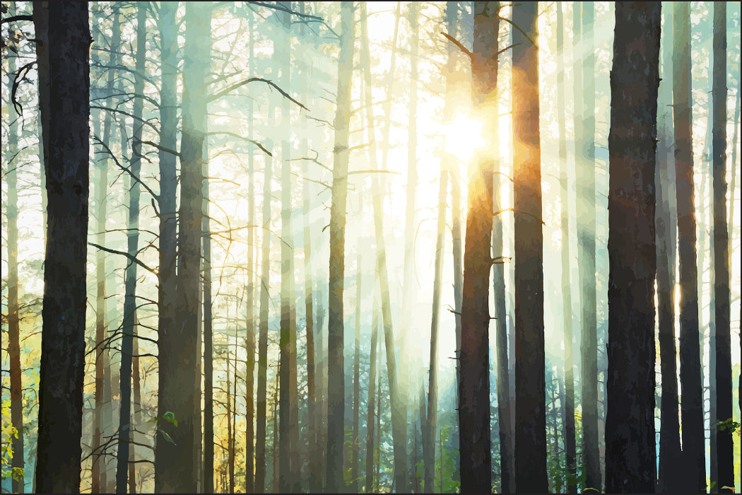 Fototapet Skog med solskin
