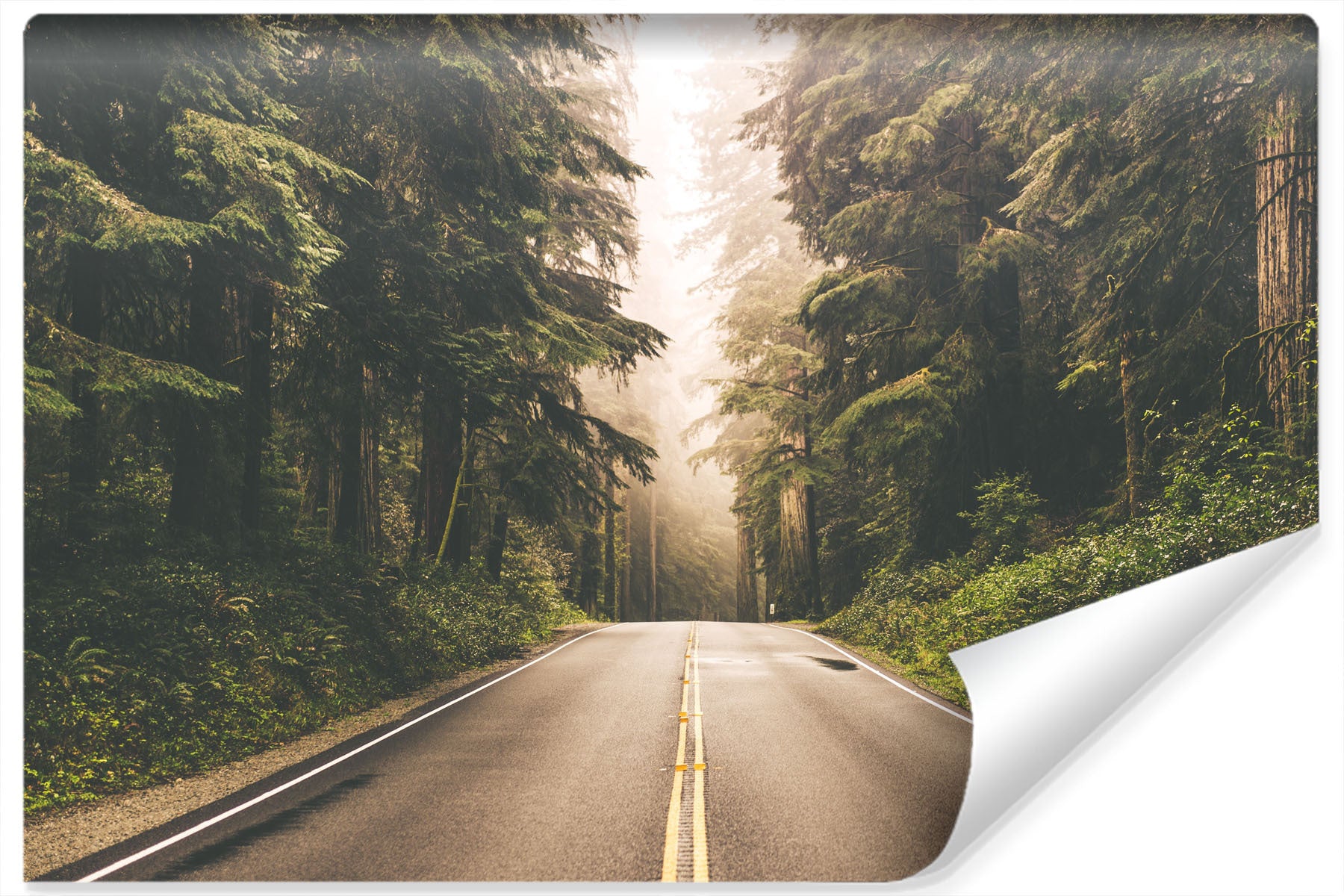 Fototapet Vei I En Amerikansk Skog