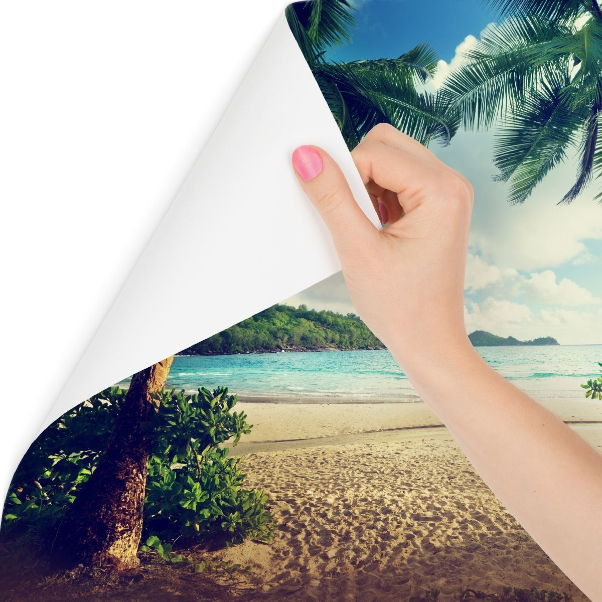 Fototapet Palmer På Seychellene