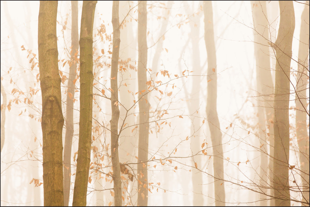 Fototapet Skog I Tåke