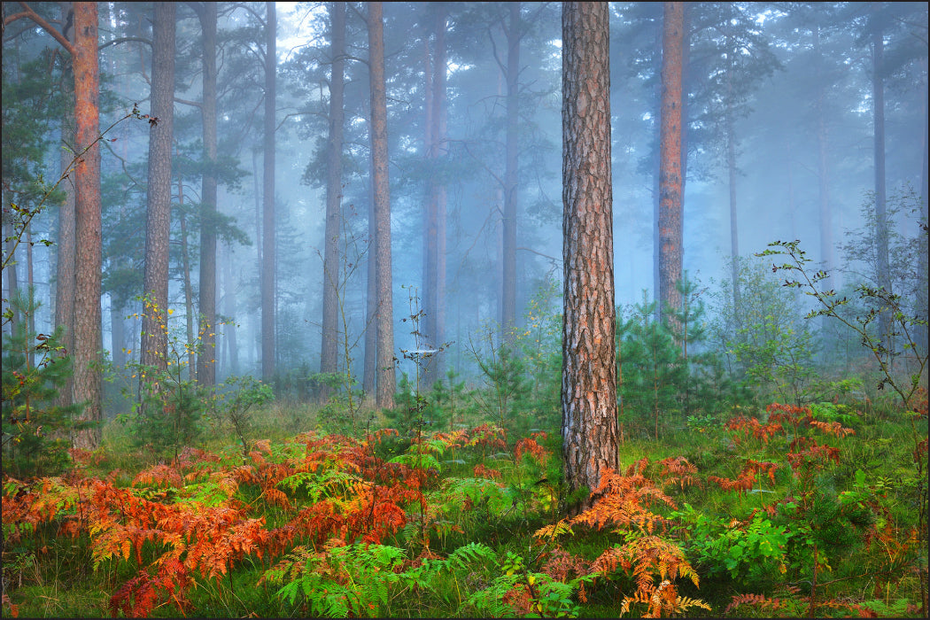 Fototapet Skog I Tåke