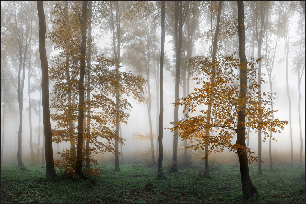 Fototapet Høstskog i tåke 6