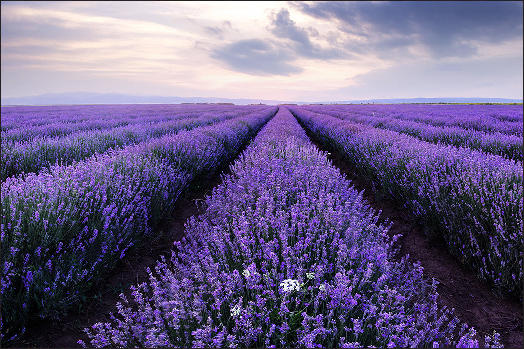 Fototapet lavendel-blomster