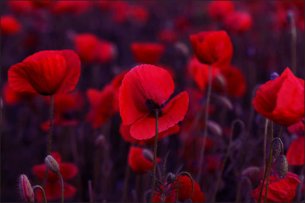 Fototapet Ville Røde Valmuer