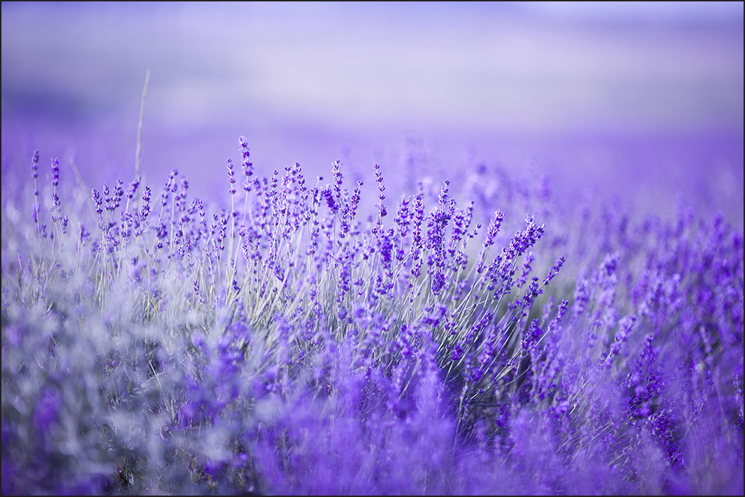 Fototapet Lavendel-blomster 6