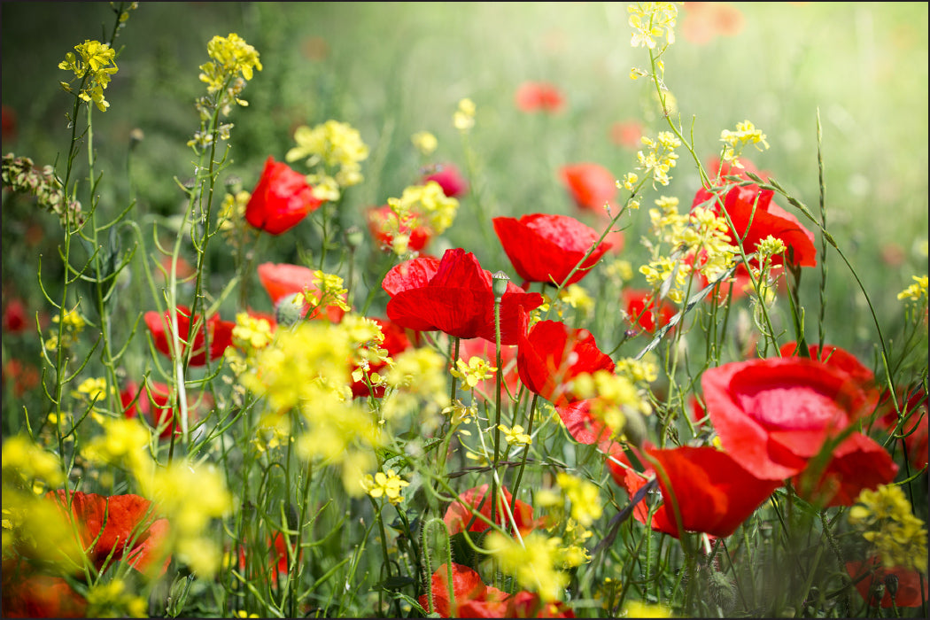 Fototapet Poppies Meadow