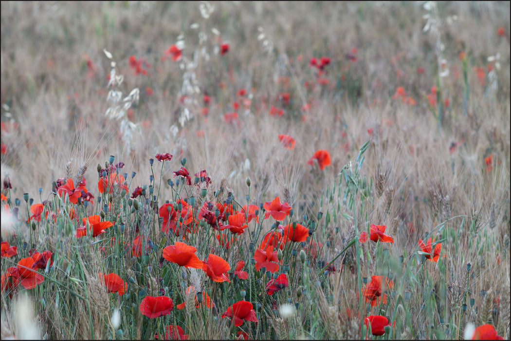 Fototapet Valmuefelt