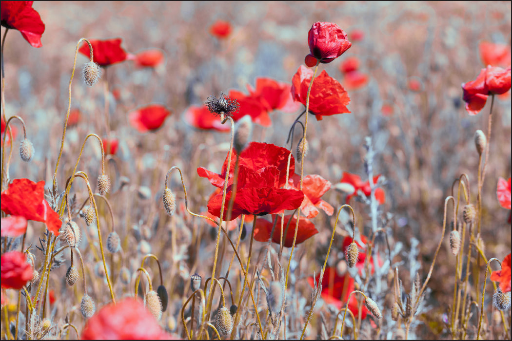 Fototapet Poppies Meadow Vintage