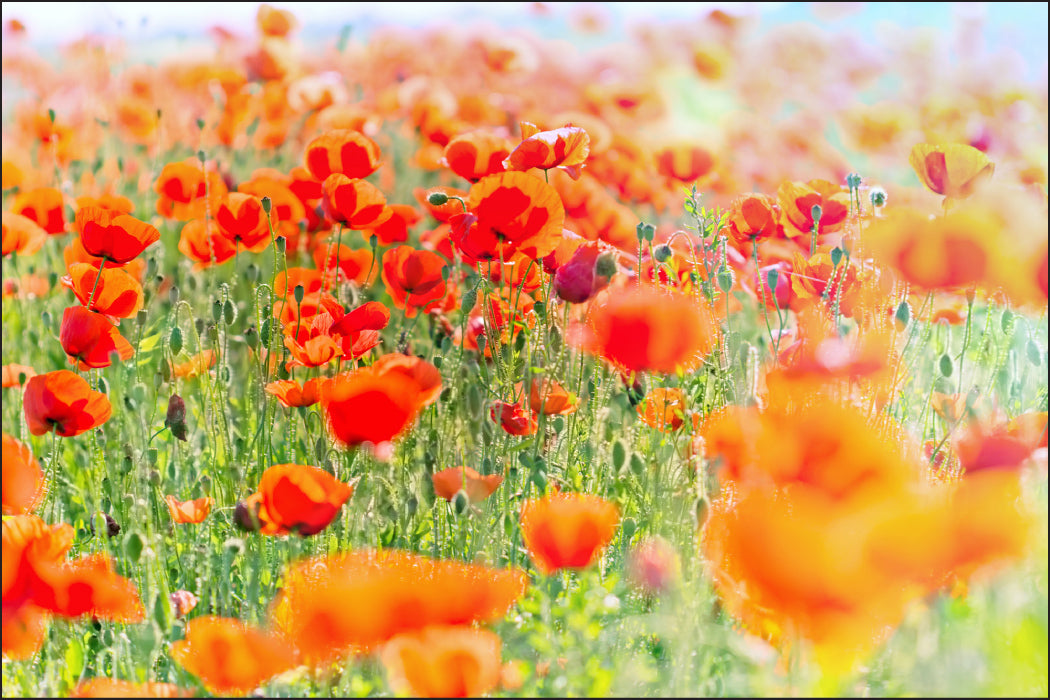 Fototapet Felt Med Røde Valmuer