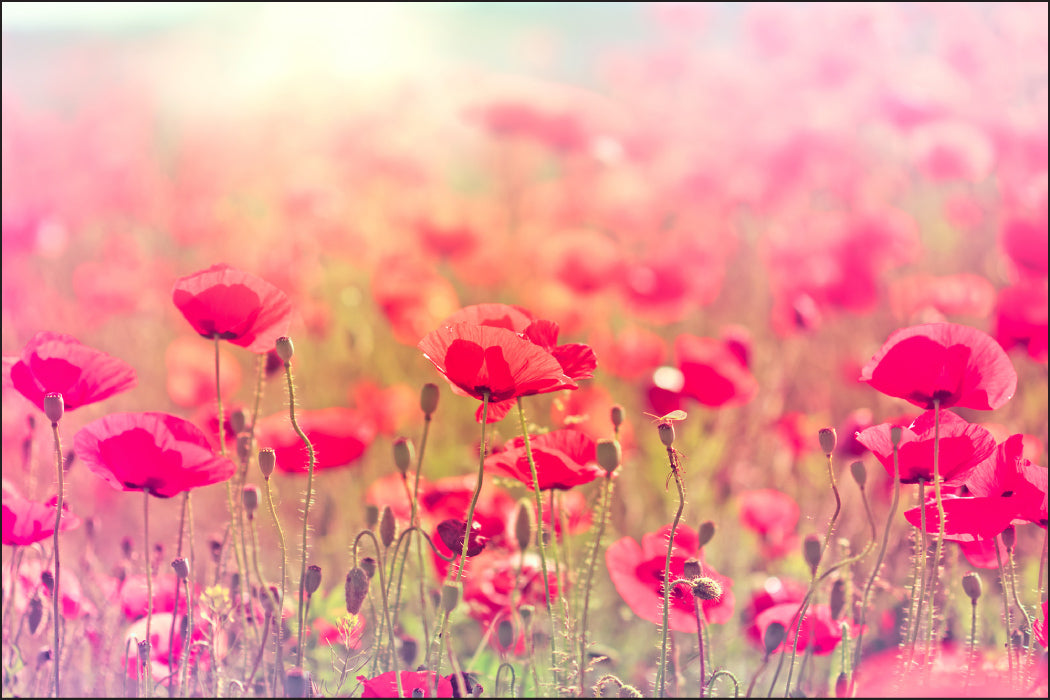 Fototapet Vill Valmuer