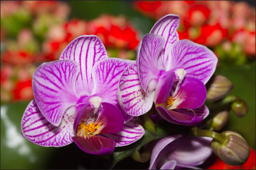 Fototapet Optisk Orchid 3D