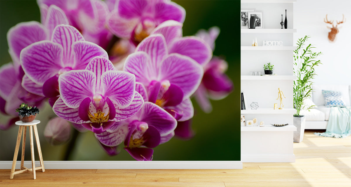 Fototapet Orkidébukett