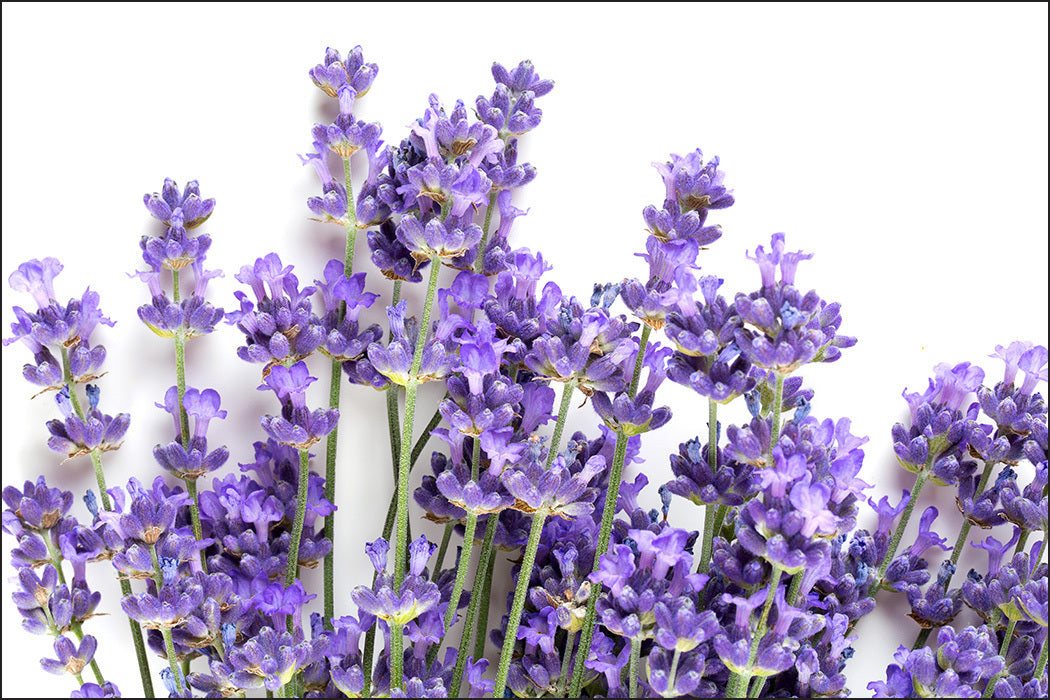 Fototapet lavendel-stilker