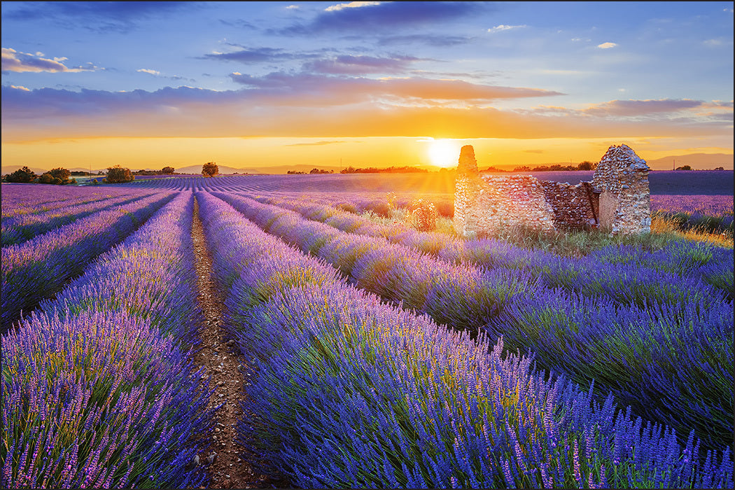 Fototapet lavendel-blomster 4