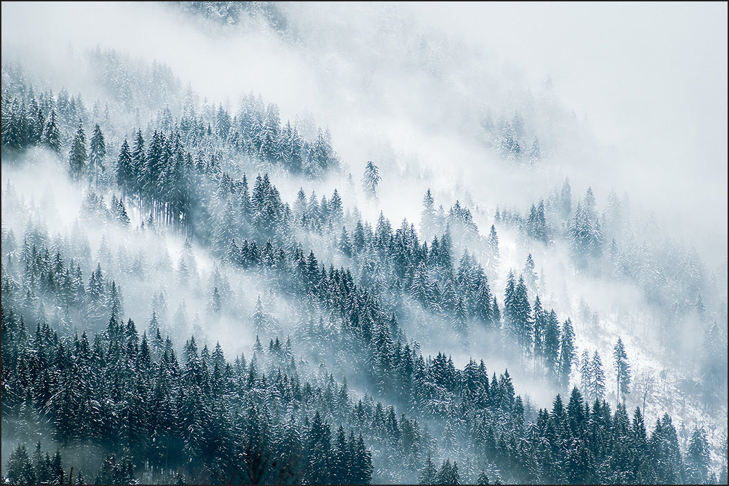 Fototapet Skog I Tåke