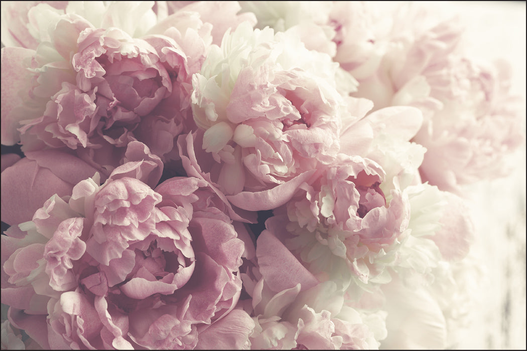 Fototapet Blomstrende Peoner