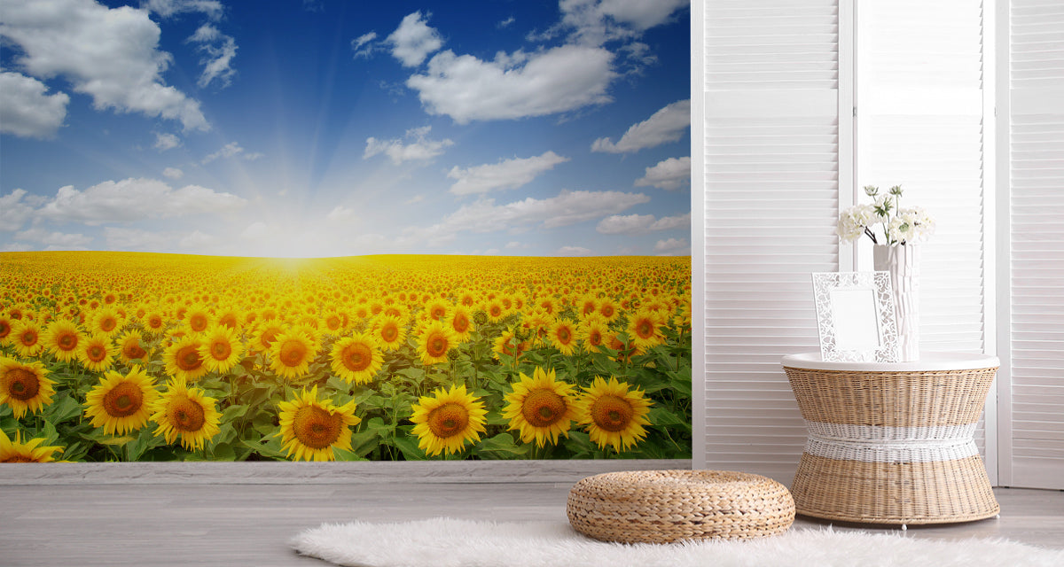 Fototapet Felt Med Blomstrende Solsikker