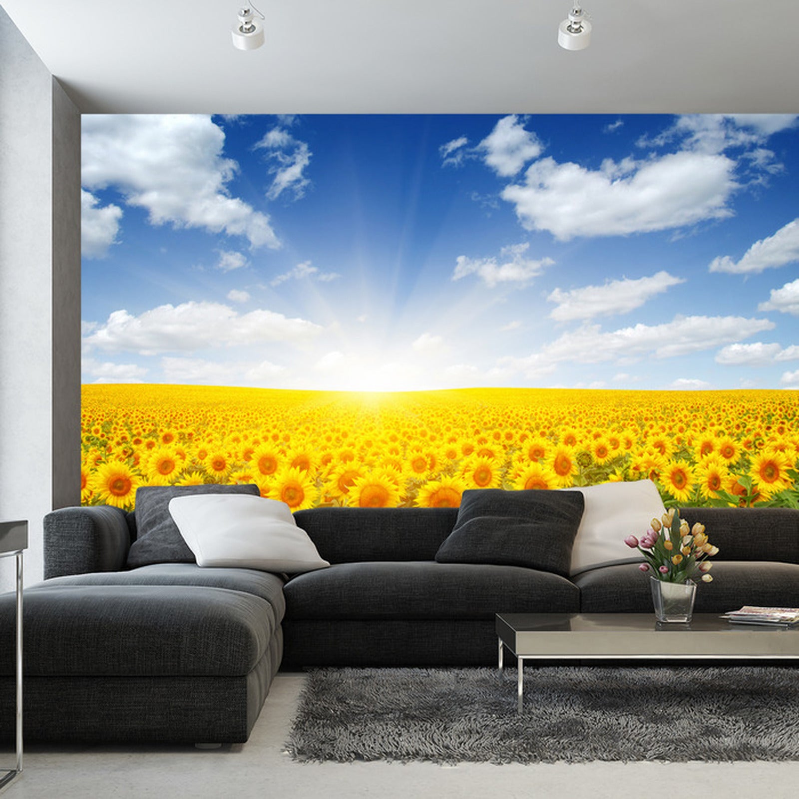 Fototapet Felt Med Blomstrende Solsikker