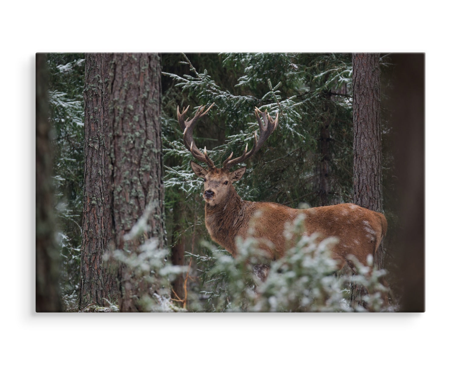 En hjort med et praktfullt gevir i skogen