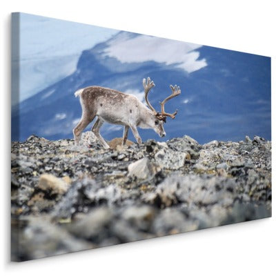 Reinsdyr på bakgrunn av fjell