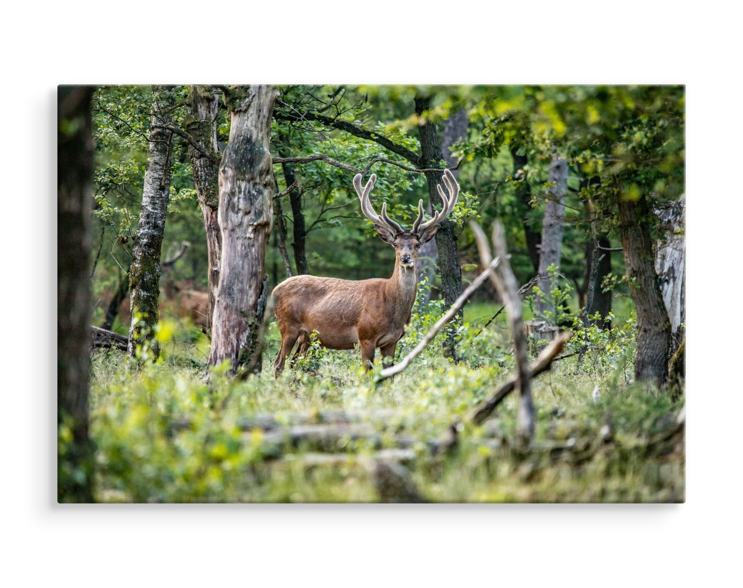En hjort midt i en løvskog