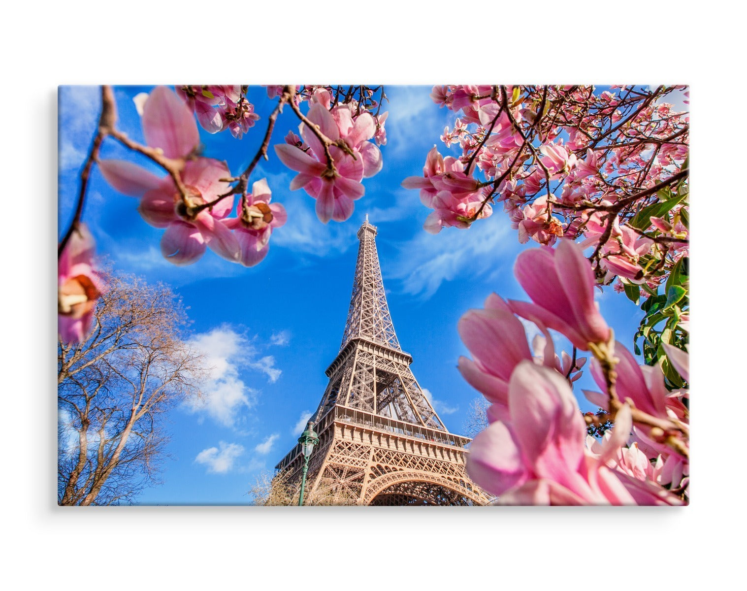 Eiffeltårnet mellom magnoliaene