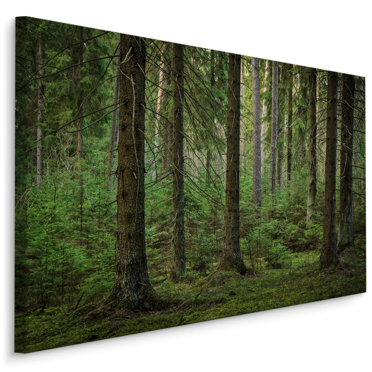 Skog 3d-visning