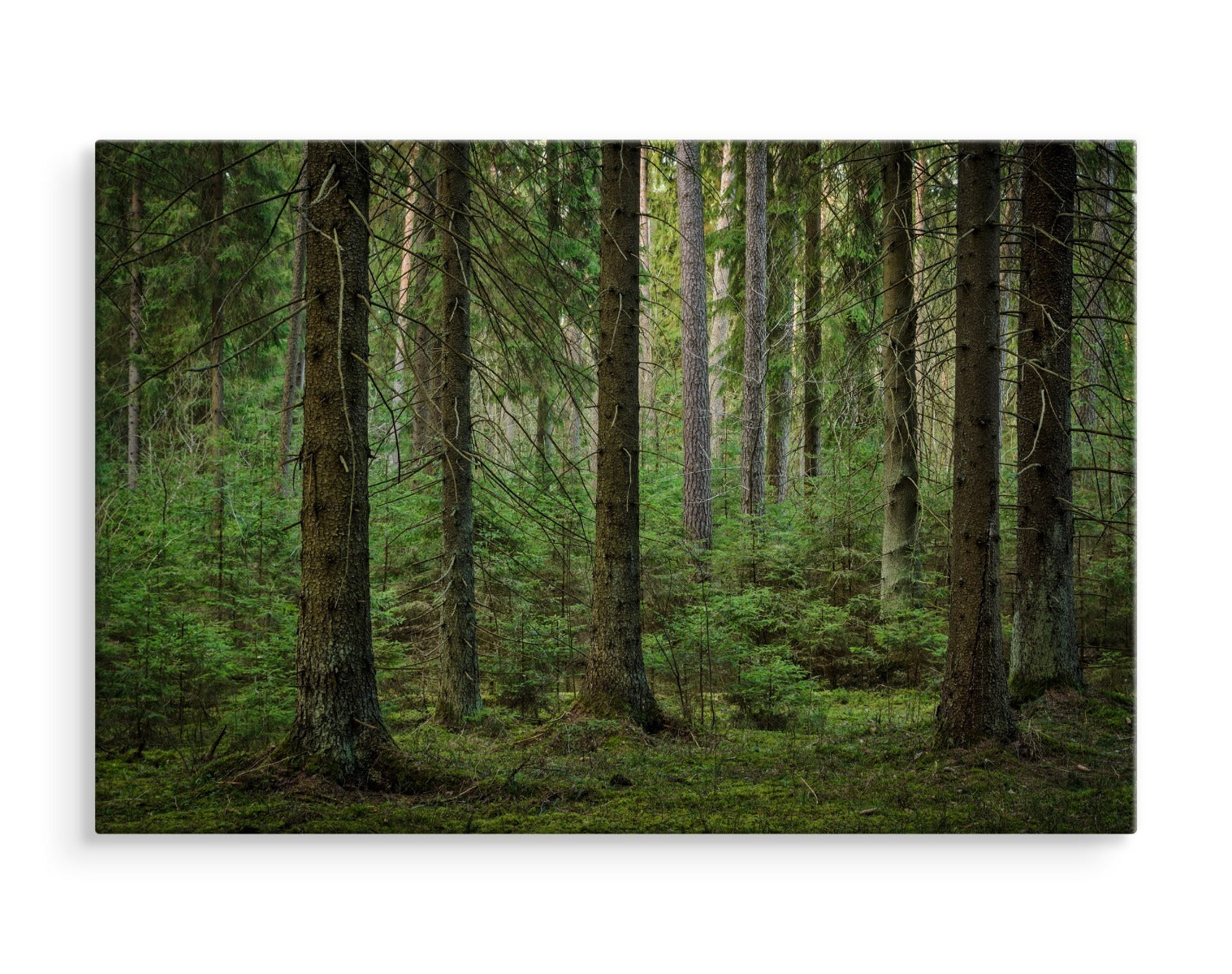 Skog 3d-visning