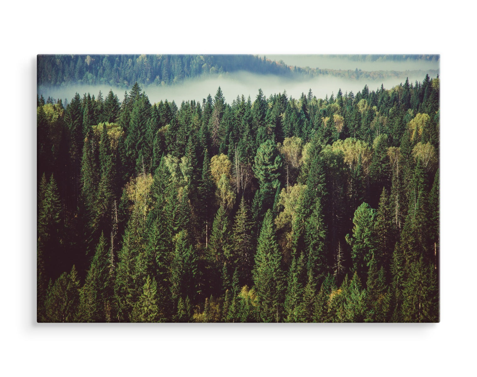Skog med tåke i bakgrunnen