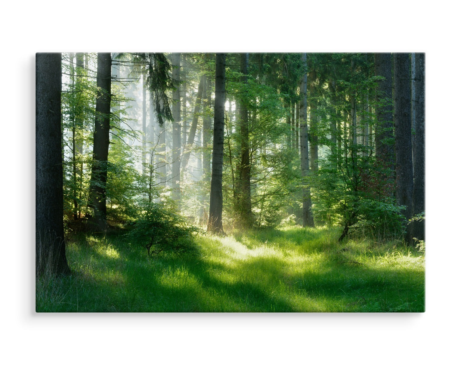 Sola titter inn i skogen