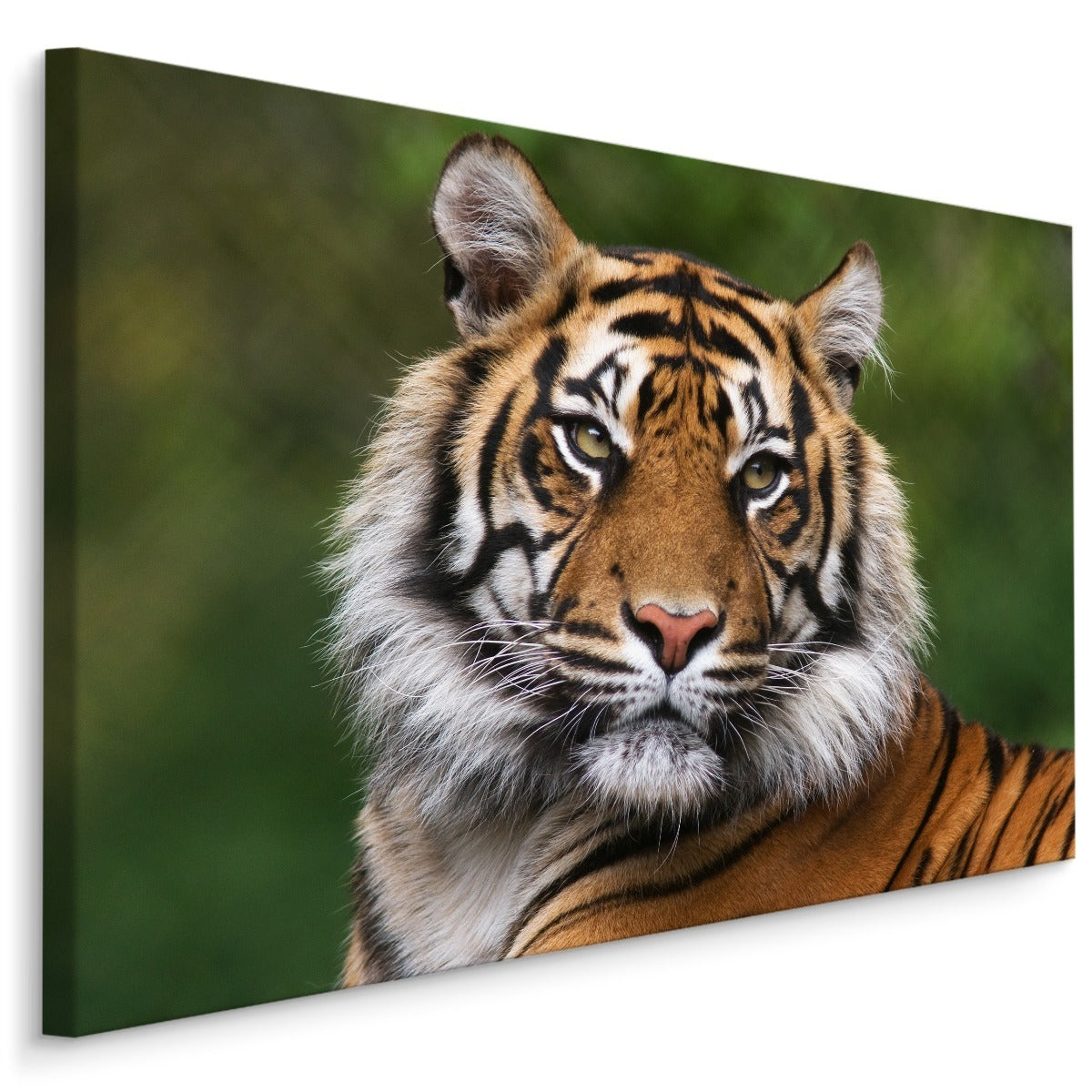 Portrett av en bengalsk tiger