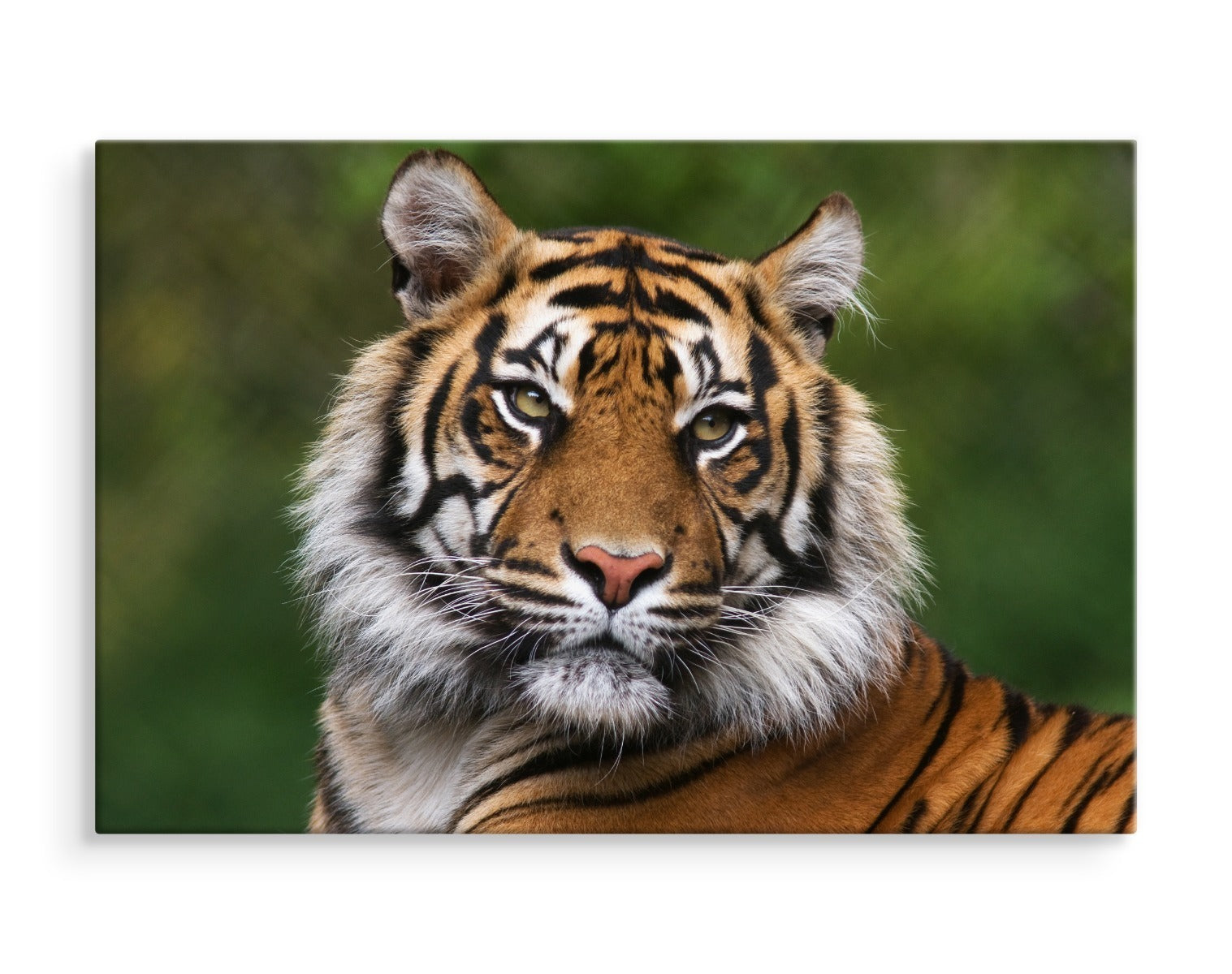 Portrett av en bengalsk tiger