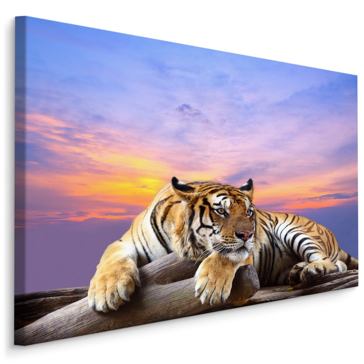 Tiger hviler