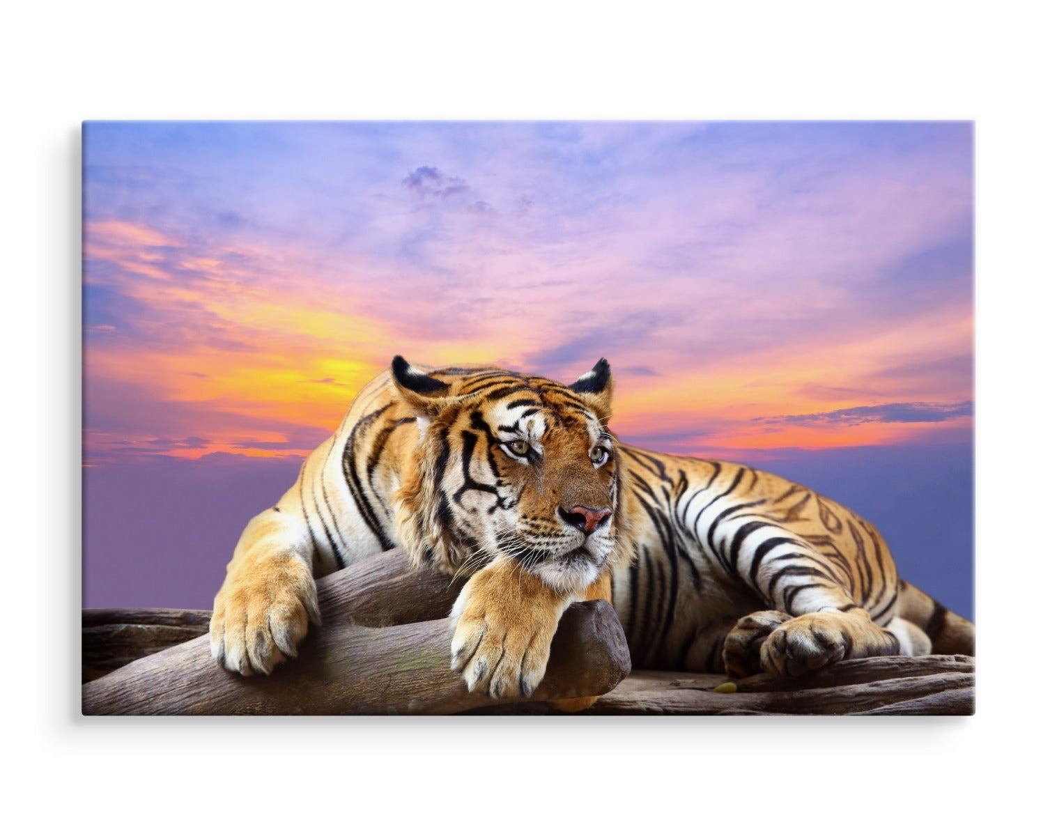 Tiger hviler
