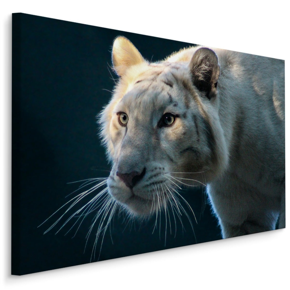 Vakker hvit tiger