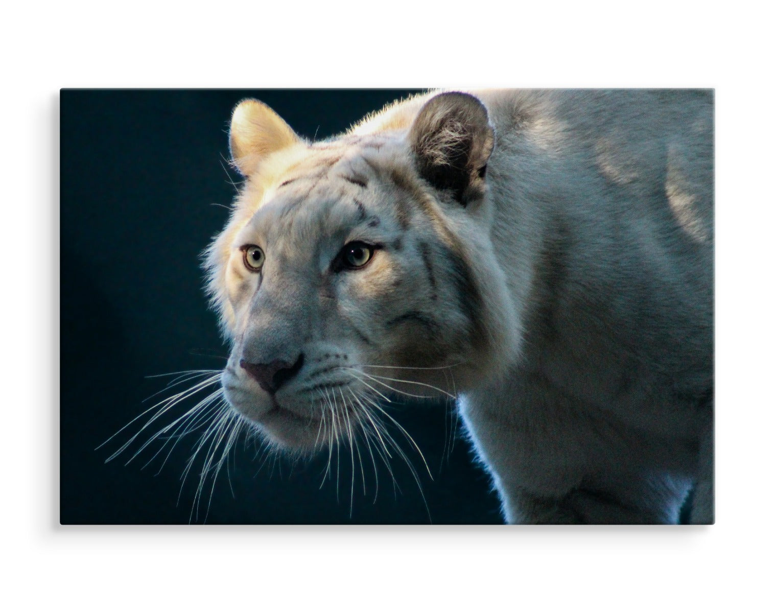 Vakker hvit tiger