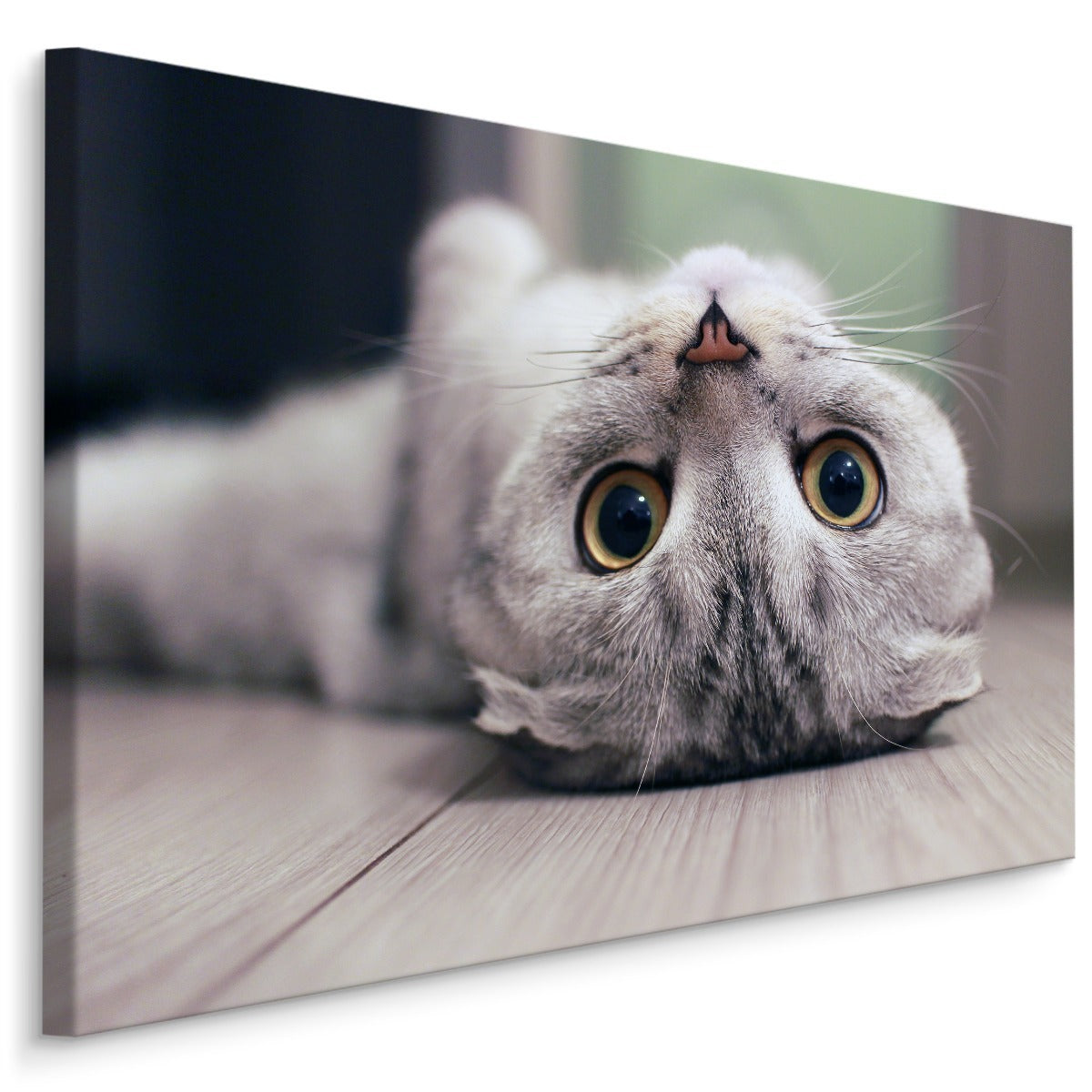 Skotsk fold katt