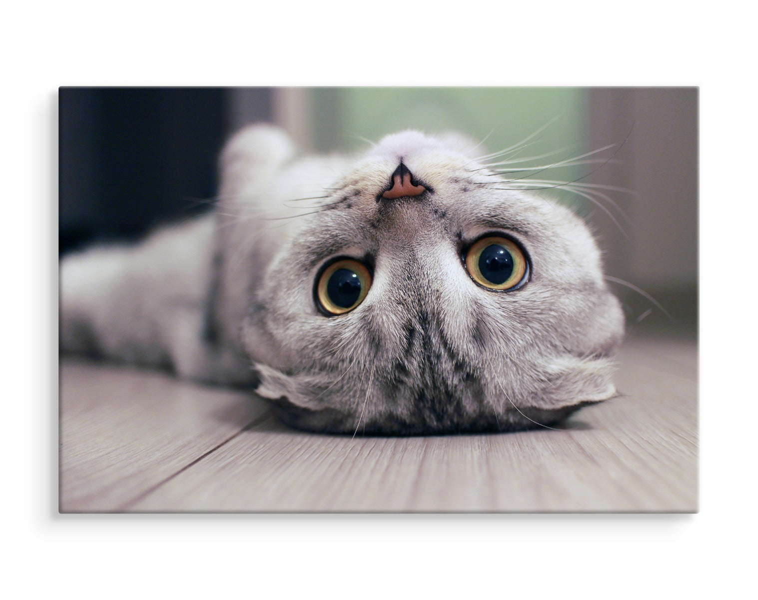 Skotsk fold katt