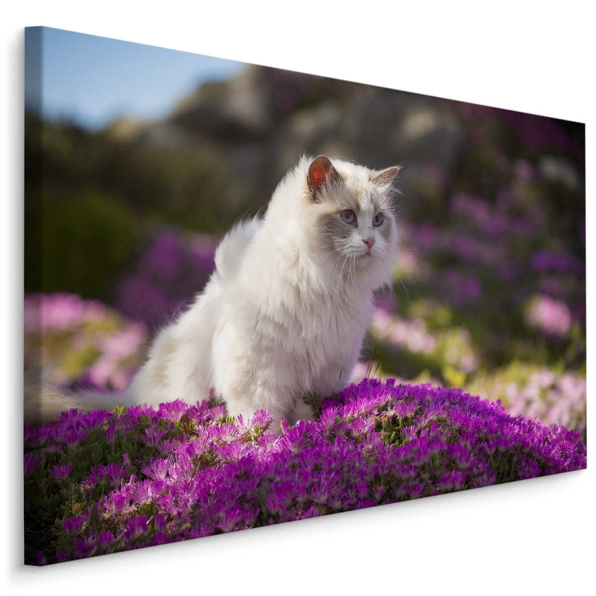 Ragdoll katt blant blomster